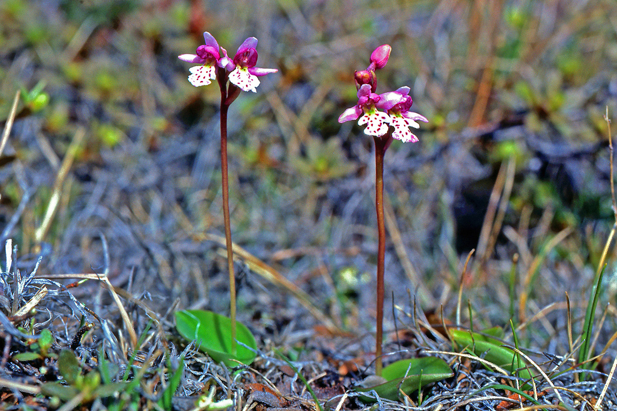 Orchidaceae Galearis rotundifolia