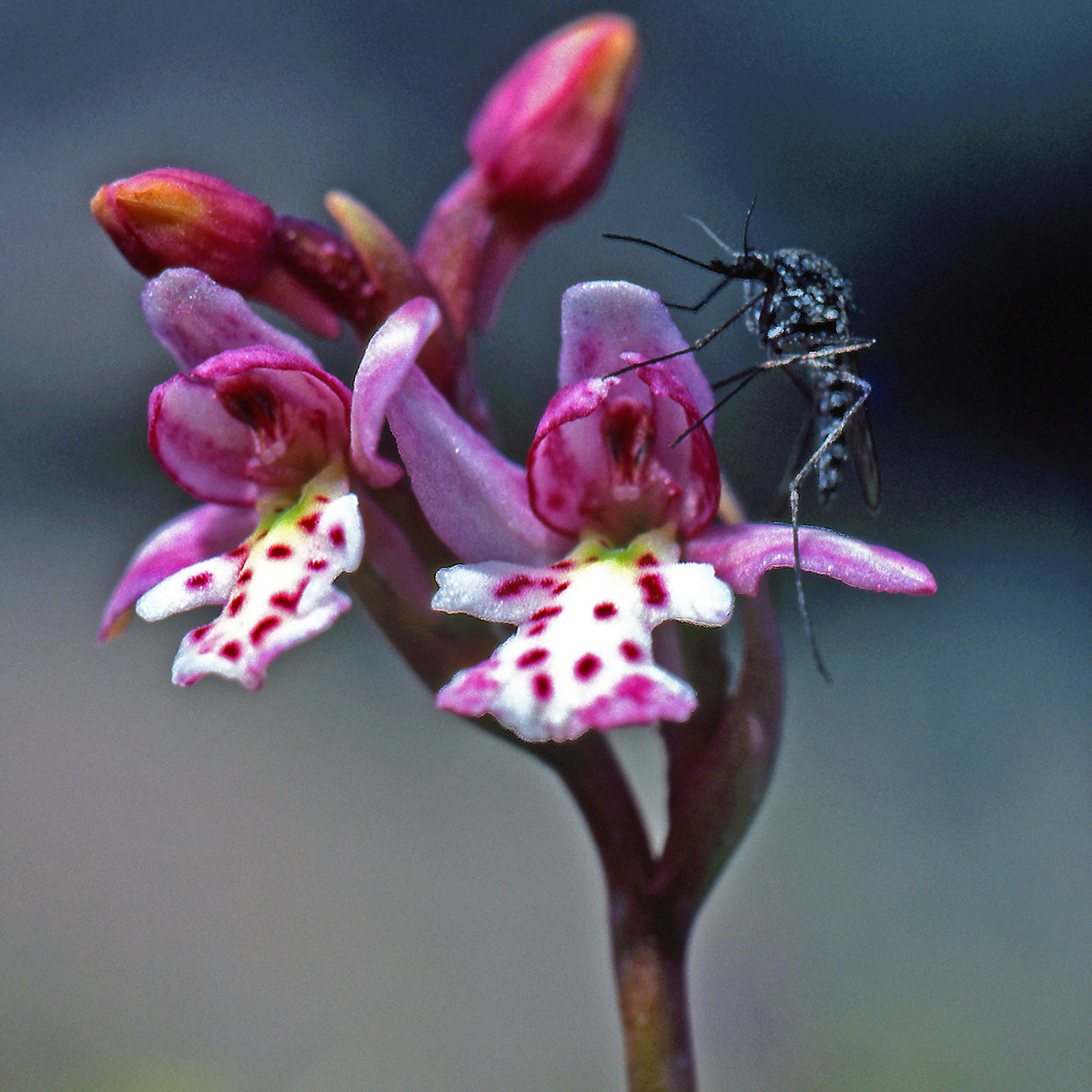 Orchidaceae Galearis rotundifolia