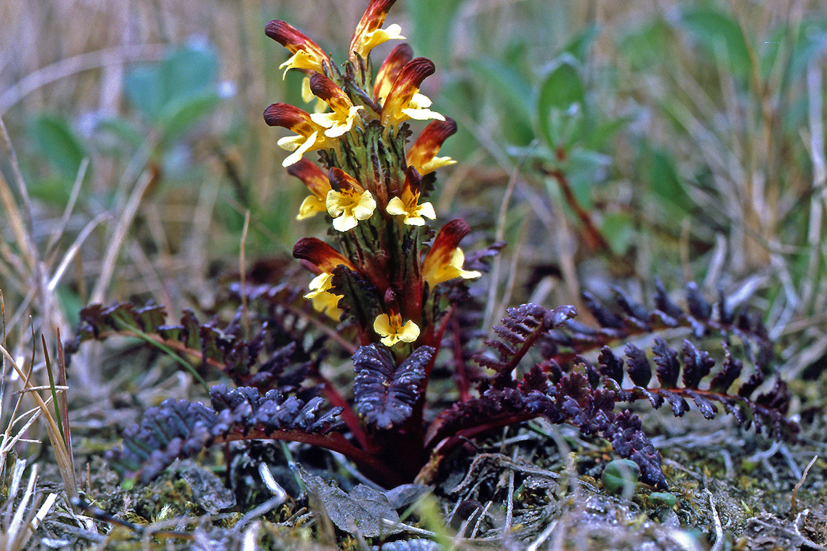 Orobanchaceae Pedicularis flammea