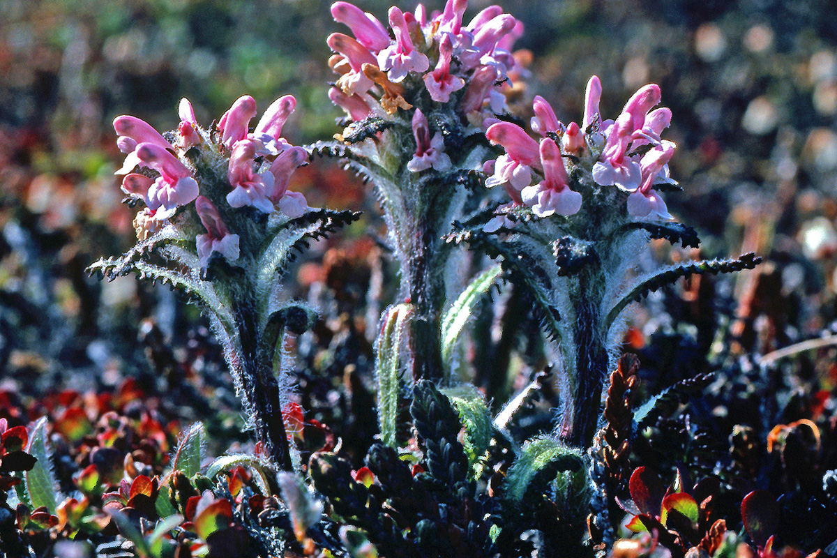 Orobanchaceae Pedicularis hirsuta