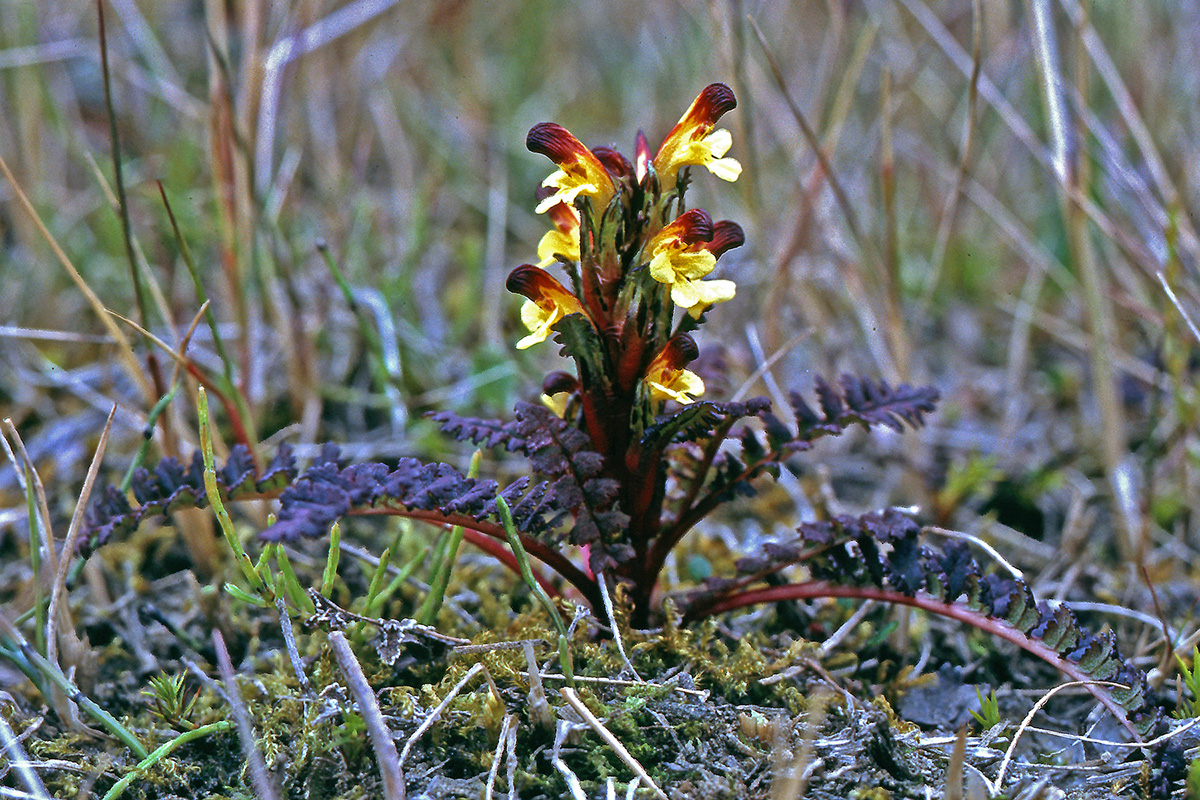 Orobanchaceae Pedicularis flammea