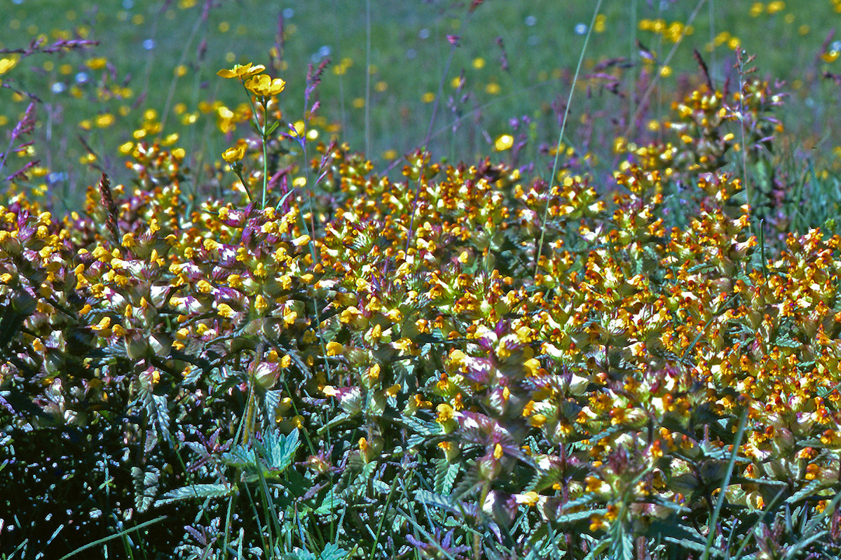 Orobanchaceae Rhinanthus minor