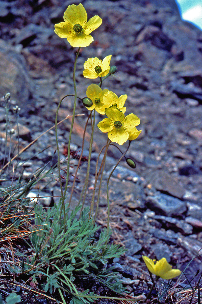 Papaveraceae Papaver radicatum