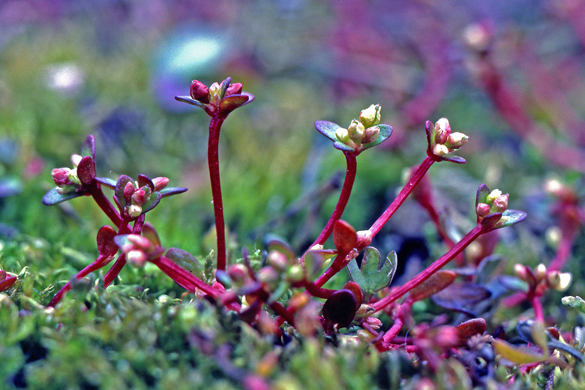 Polygonaceae Koenigia islandica