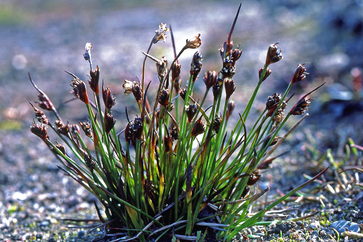 Juncaceae Juncus biglumis