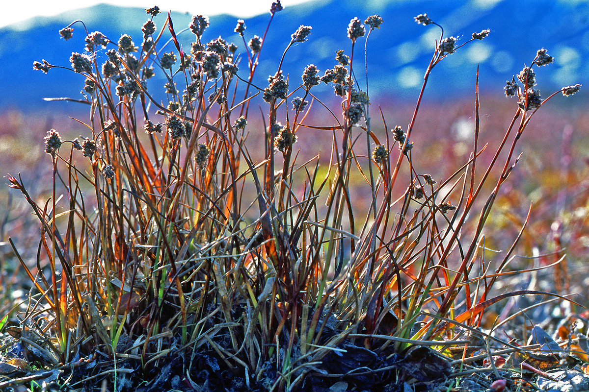 Juncaceae Luzula confusa