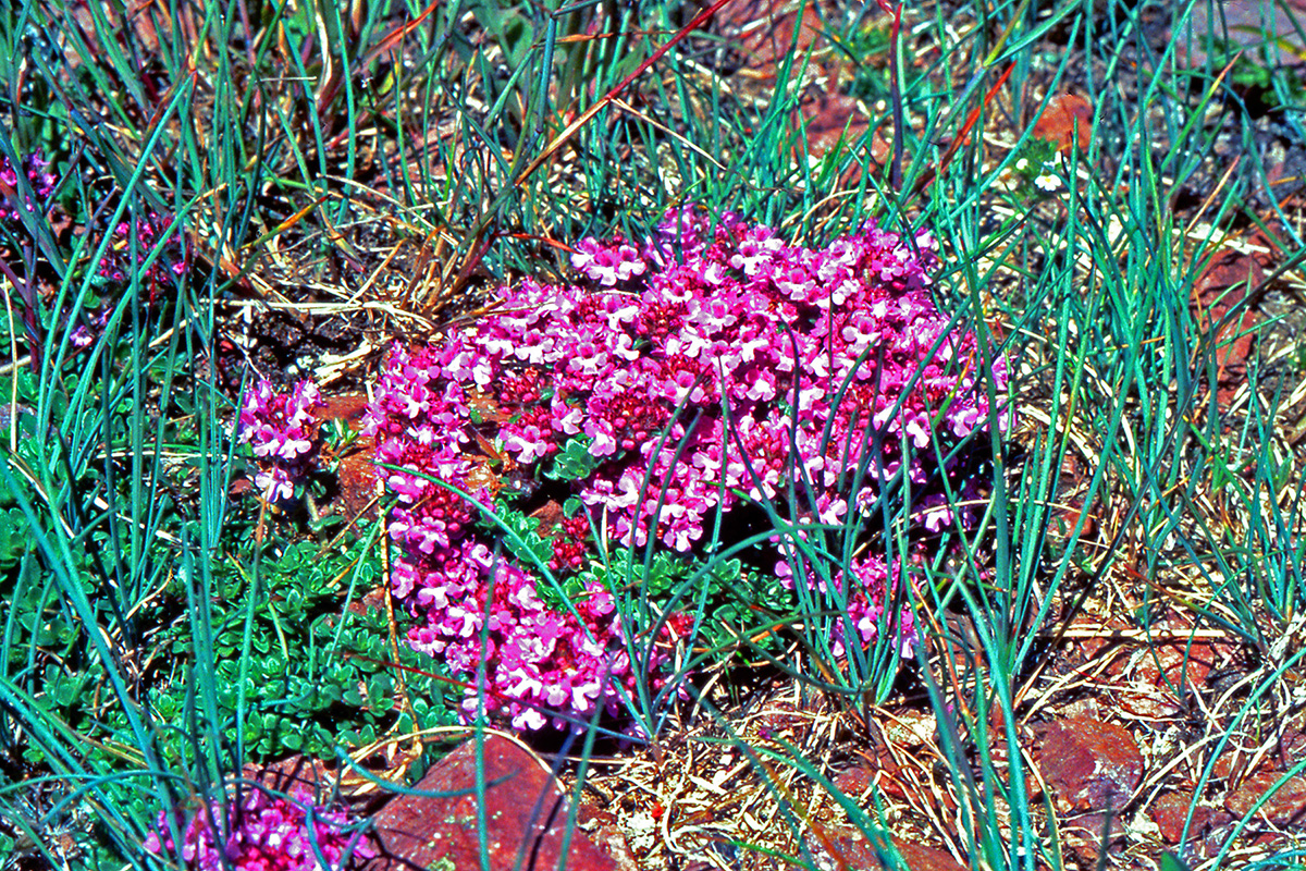 Lamiaceae Thymus praecox