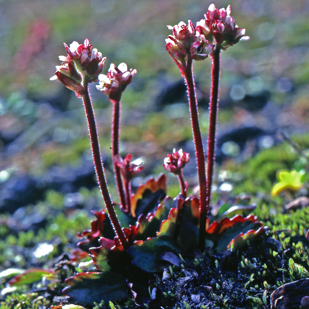 Saxifragaceae Saxifraga tenuis