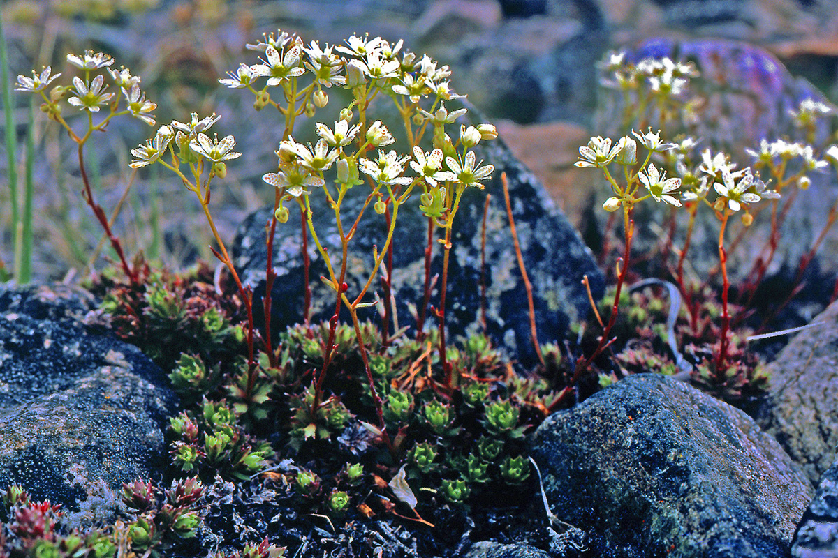Saxifragaceae Saxifraga tricuspidata