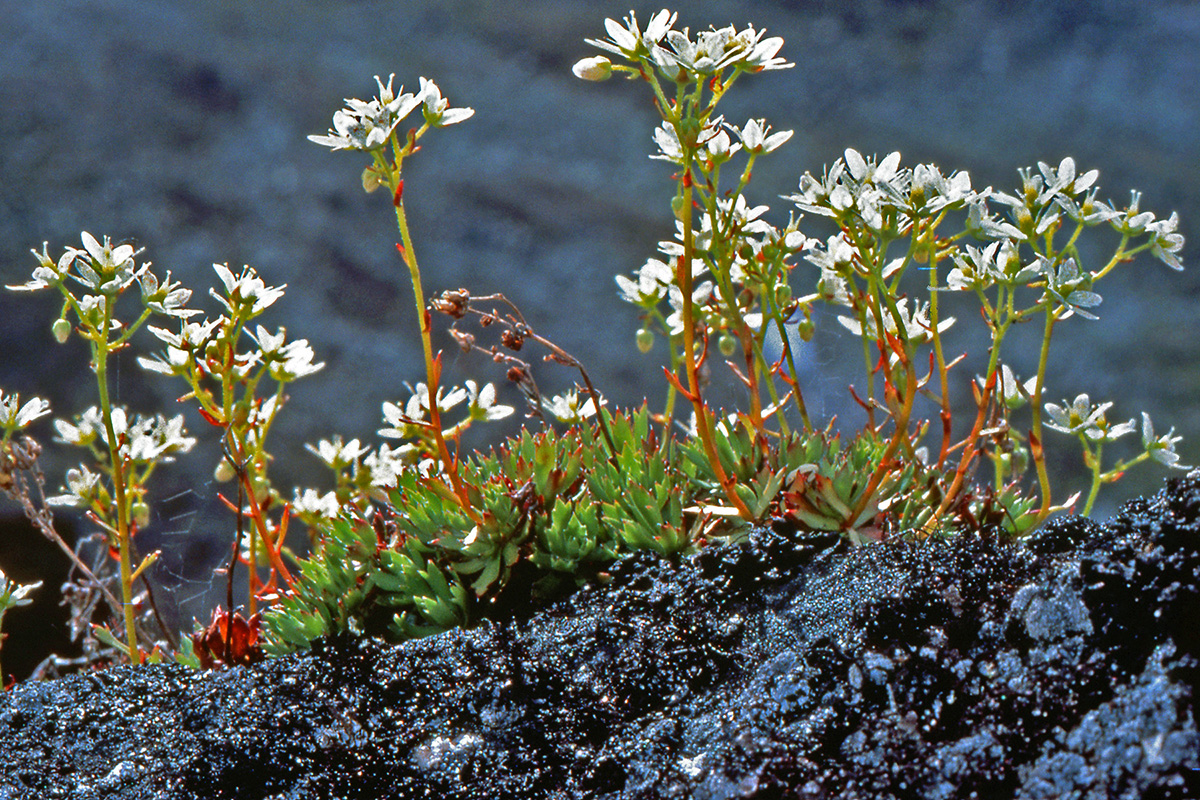 Saxifragaceae Saxifraga tricuspidata