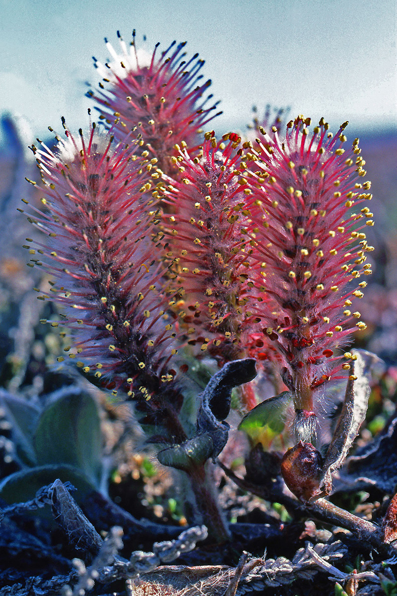 Salicaceae Salix arctica