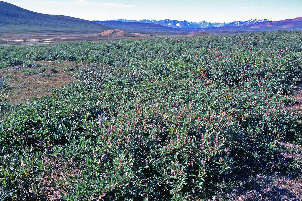 Salicaceae Salix arctica