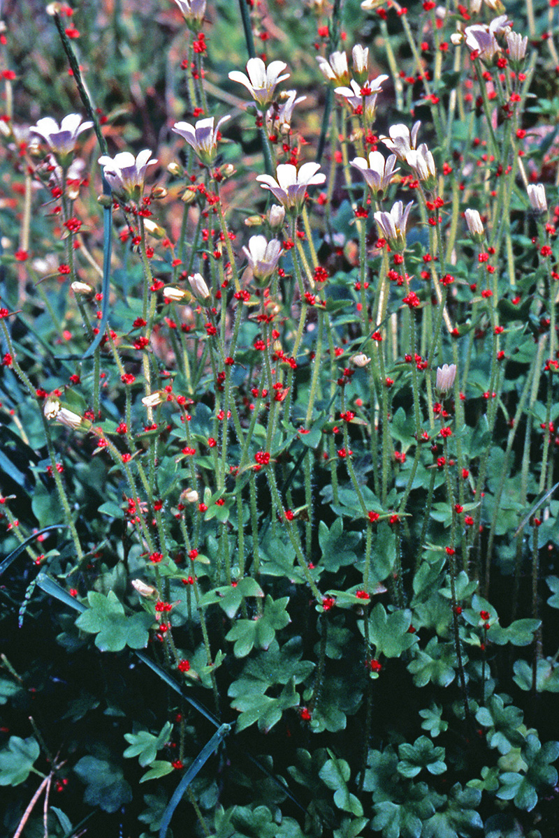 Saxifragaceae Saxifraga cernua