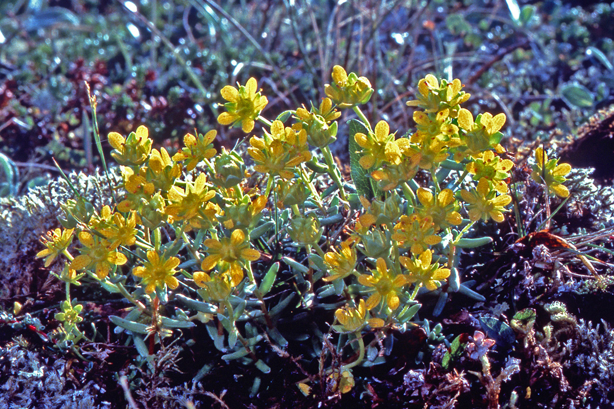 Saxifragaceae Saxifraga aizoides