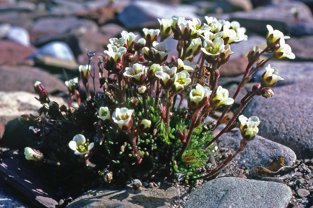 Saxifragaceae Saxifraga cespitosa