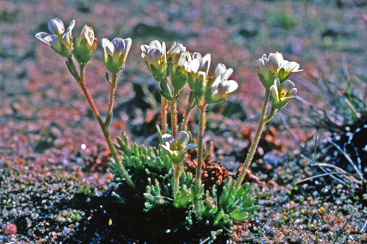 Saxifragaceae Saxifraga cespitosa