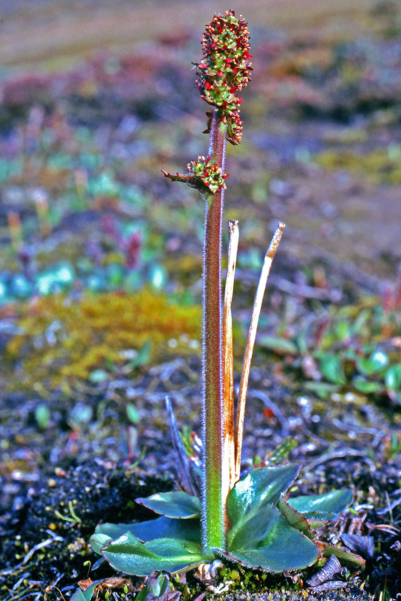 Saxifragaceae Saxifraga hieraciifolia