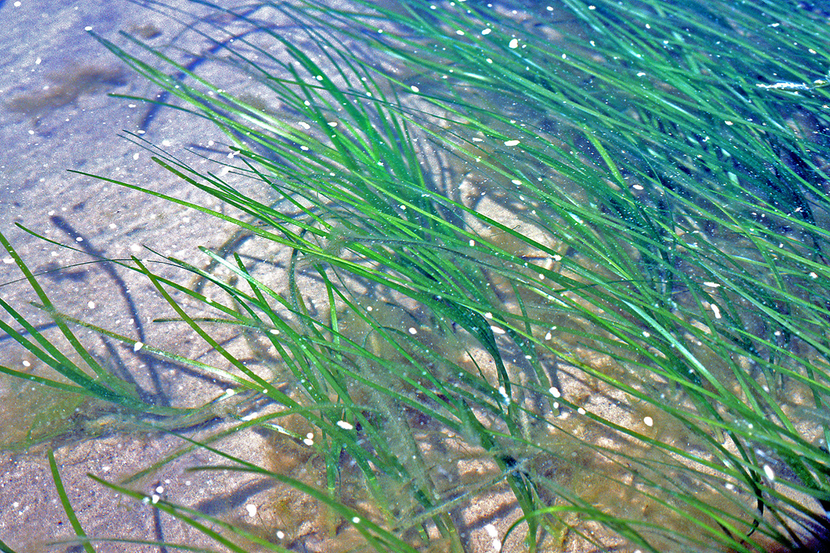 Zosteraceae Zostera marina