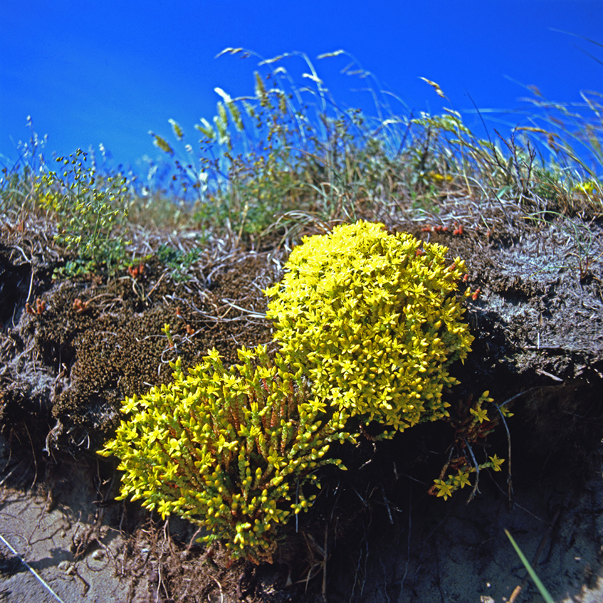 Crassulaceae Sedum acre