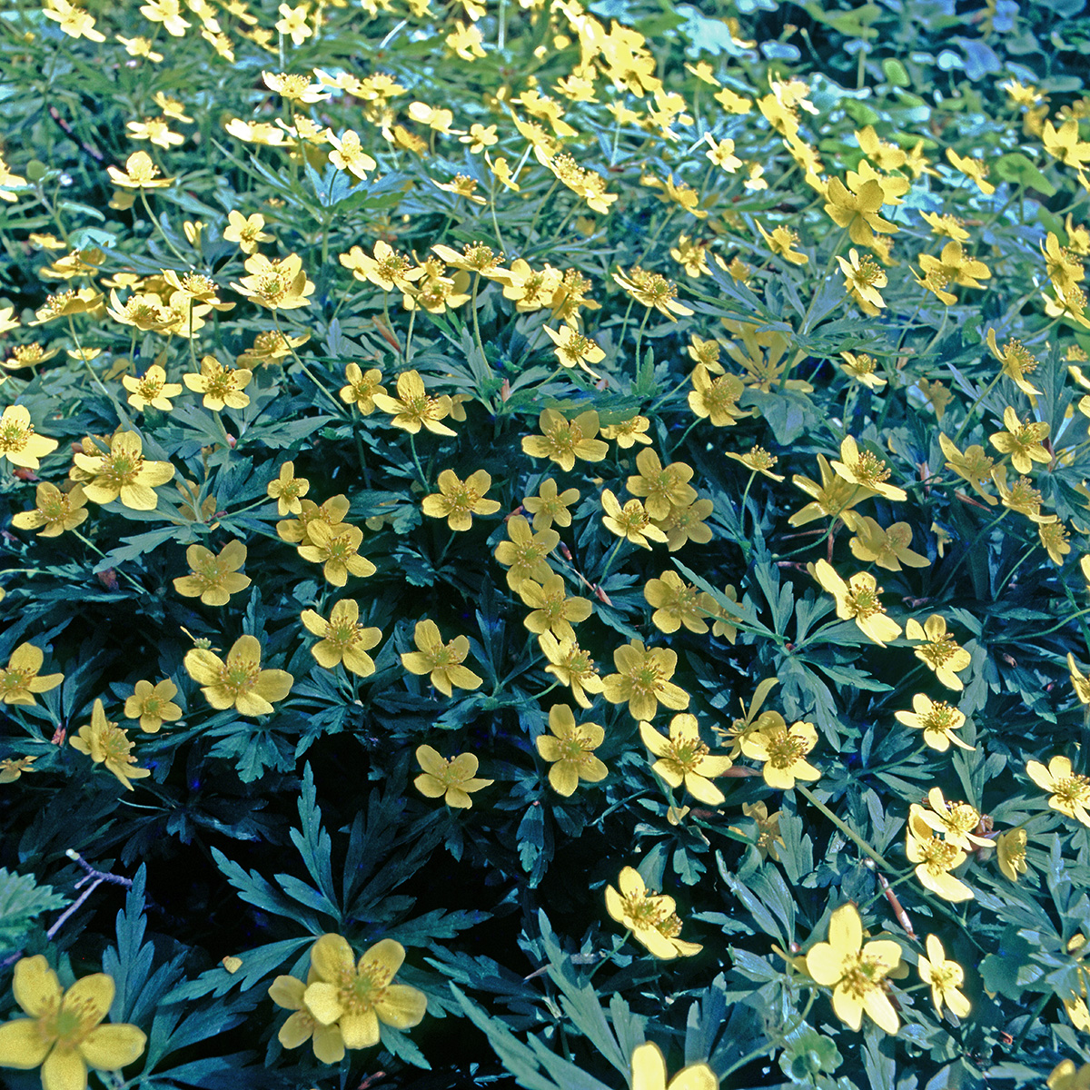Ranunculaceae Anemone ranunculoides