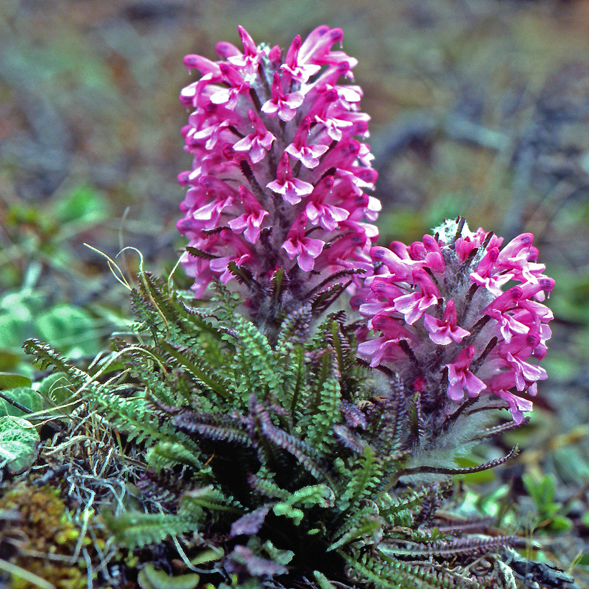 Orobanchaceae Pedicularis lanata