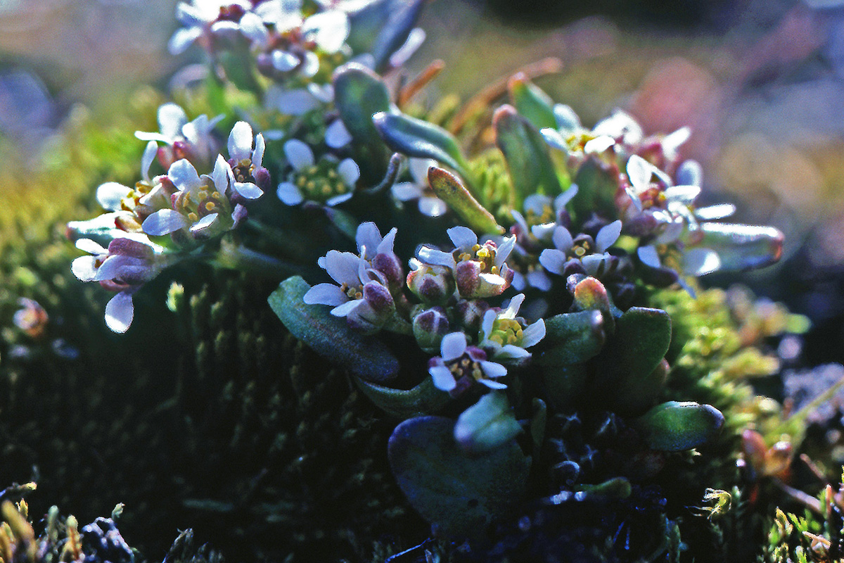 Brassicaceae Cochlearia groenlandica