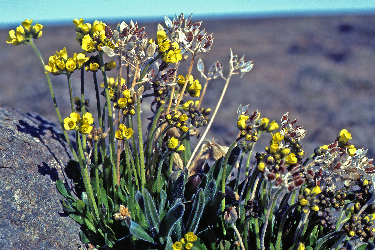 Brassicaceae Draba alpina