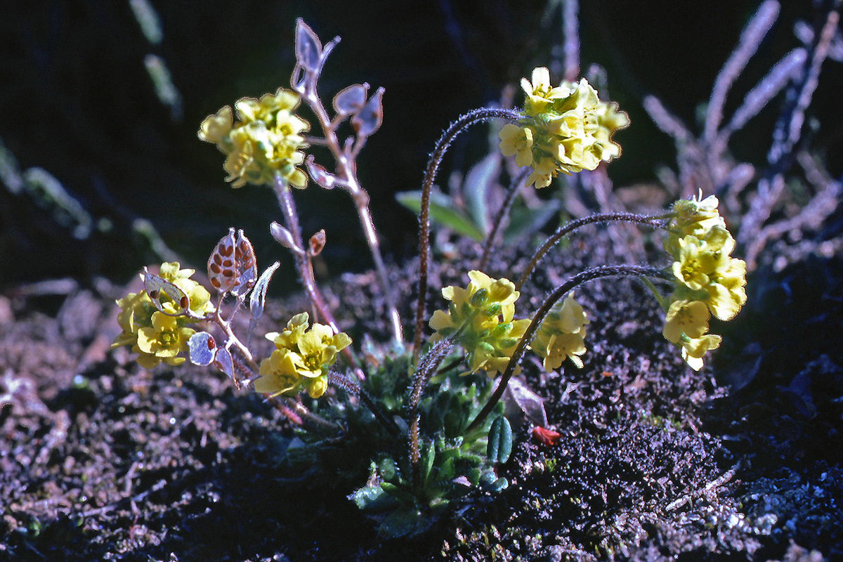 Brassicaceae Draba alpina