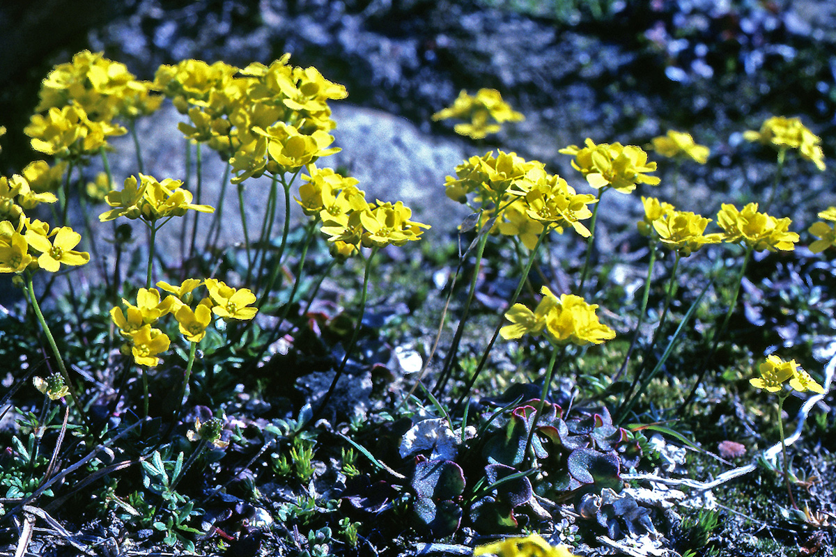 Brassicaceae Draba sibirica