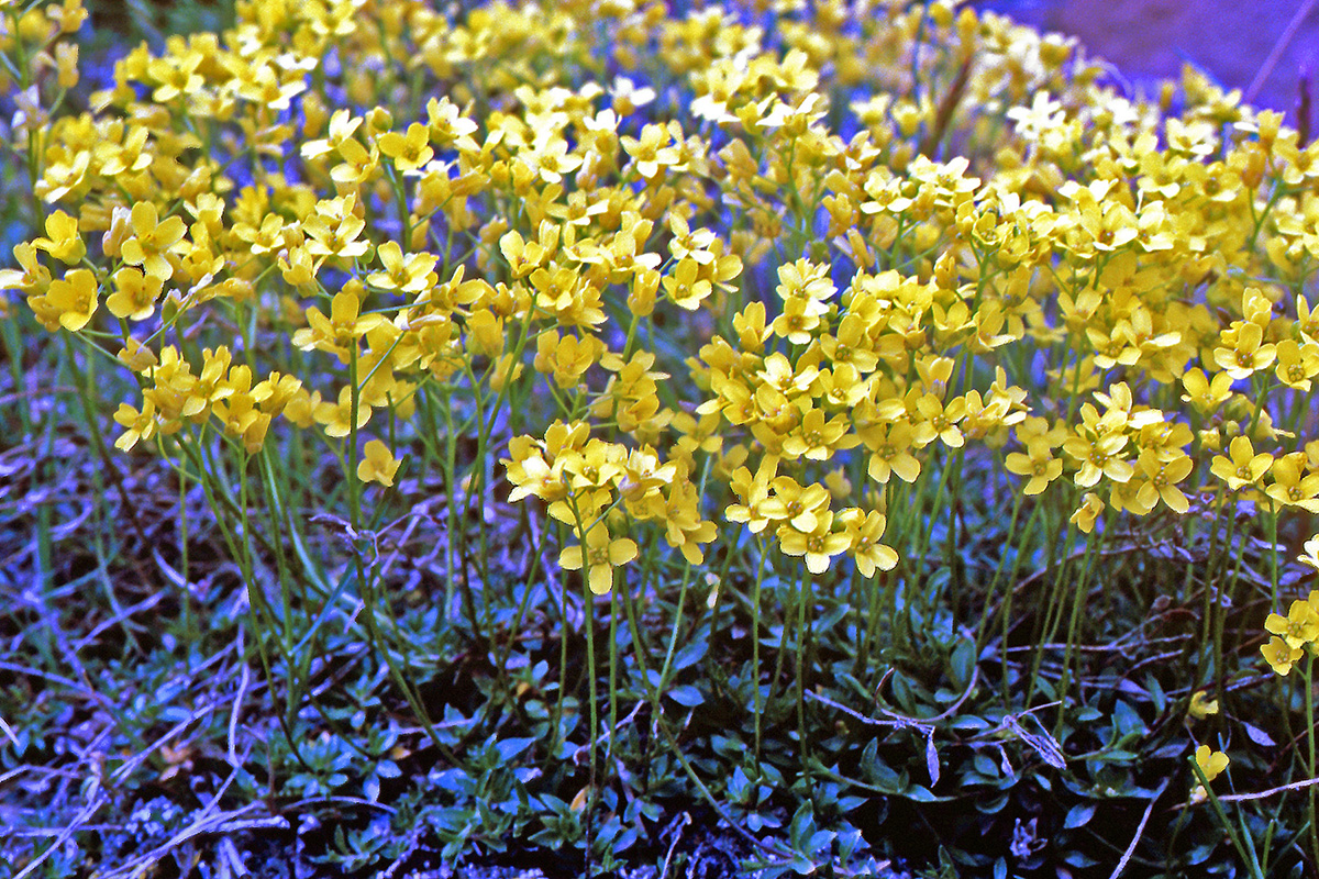 Brassicaceae Draba sibirica