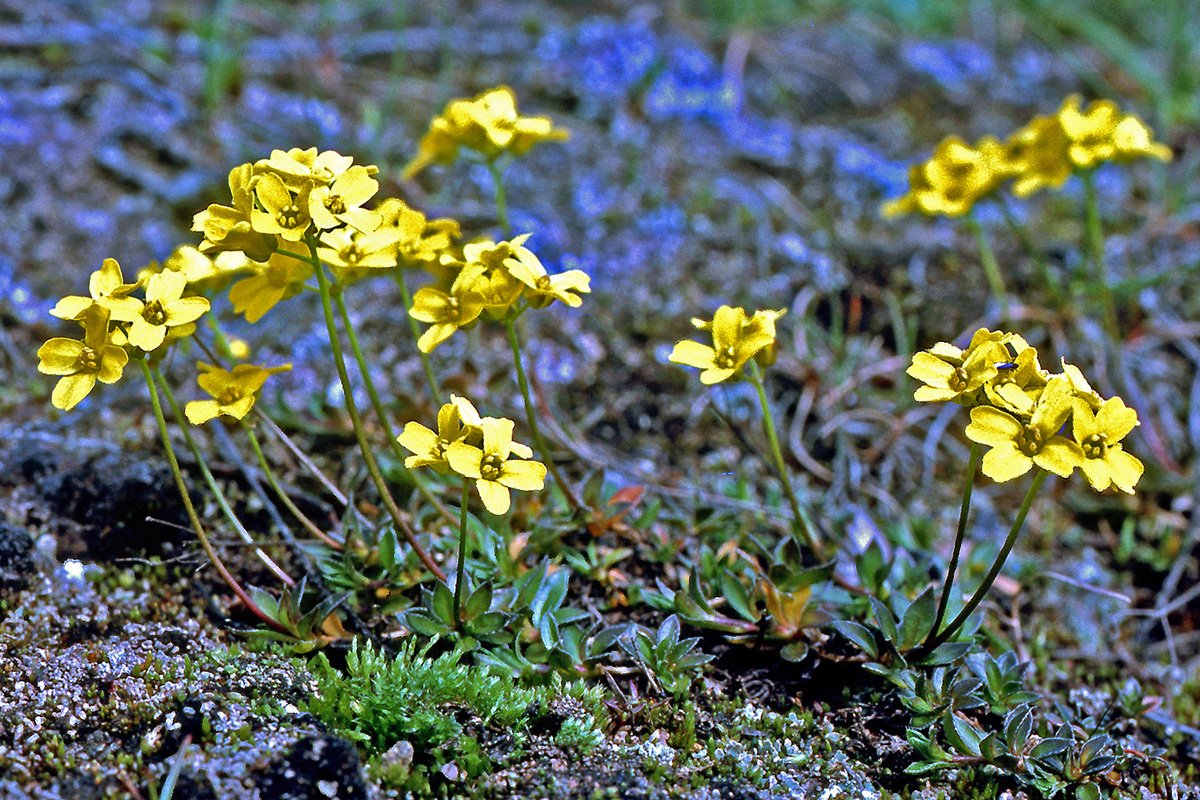 Brassicaceae Draba sibirica