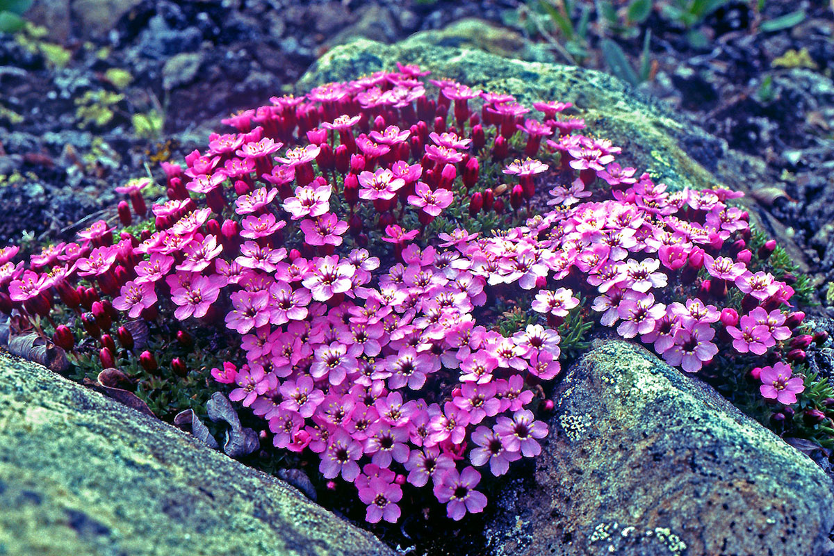 Caryophyllaceae Silene acaulis