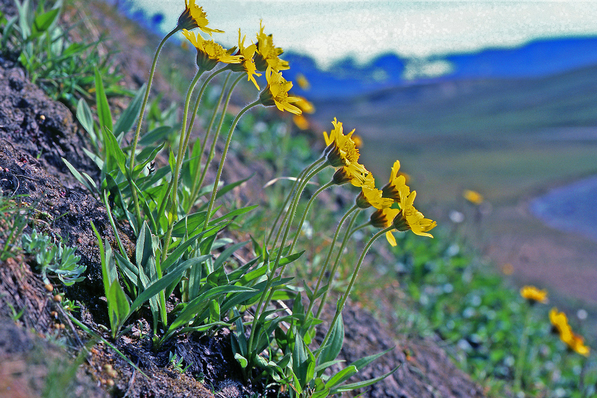 Asteraceae Arnica angustifolia