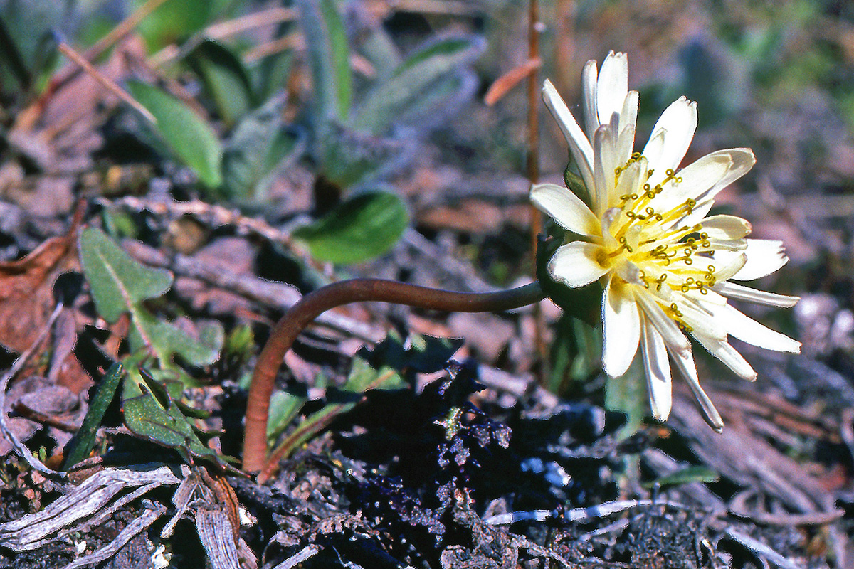 Asteraceae Taraxacum arcticum