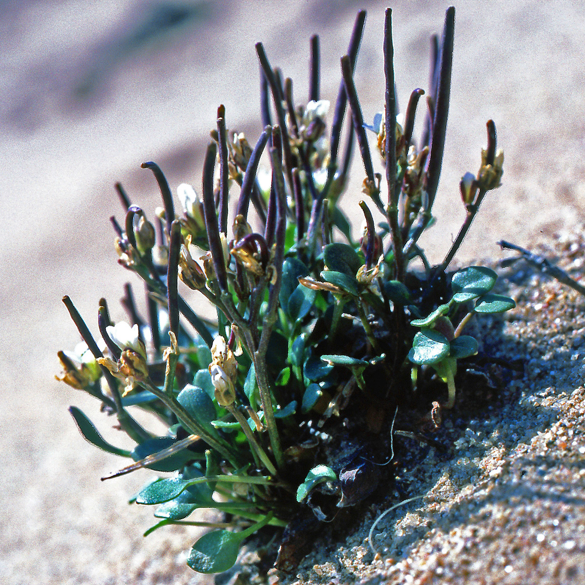 Brassicaceae Cardamine bellidifolia