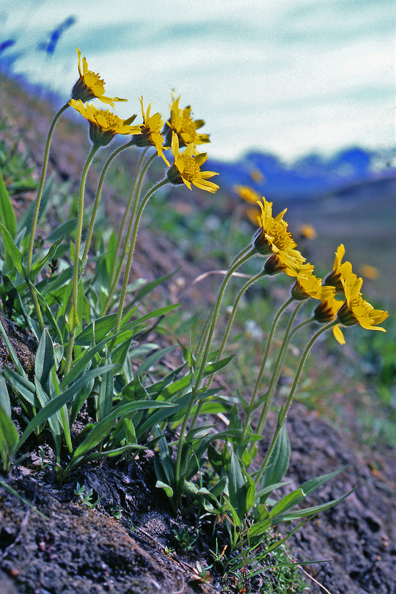 Asteraceae Arnica angustifolia