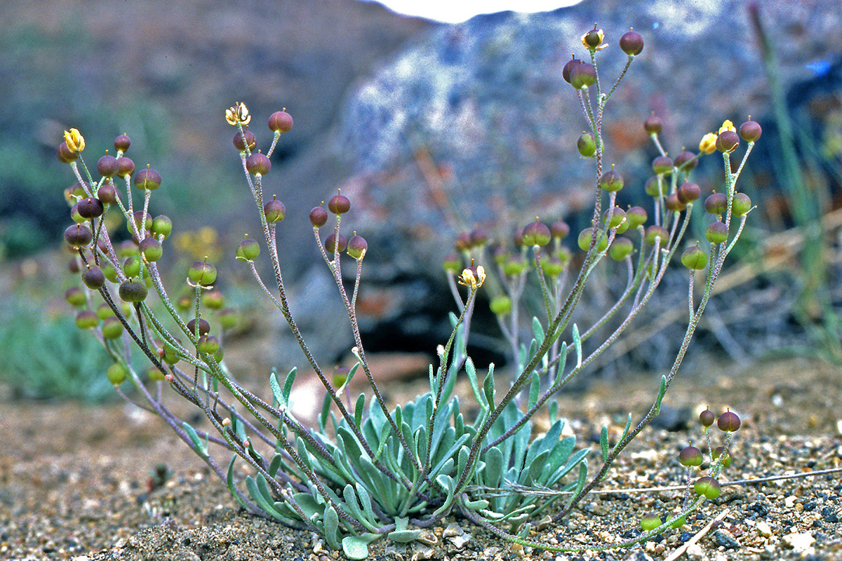 Brassicaceae Lesquerella arctica