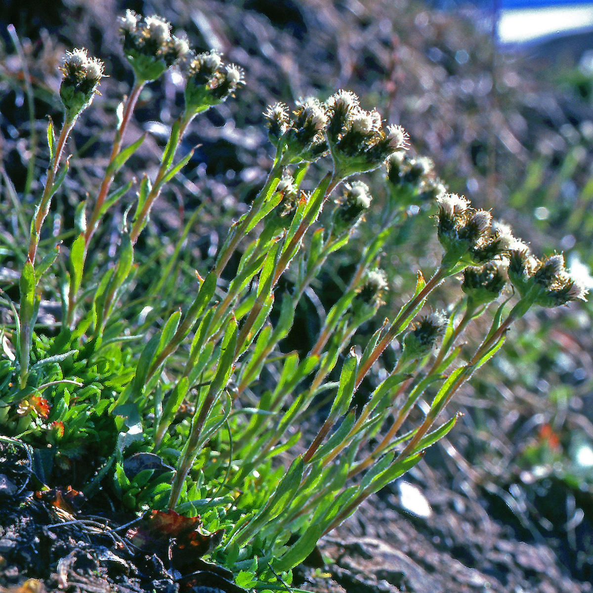 Asteraceae Antennaria porsildii