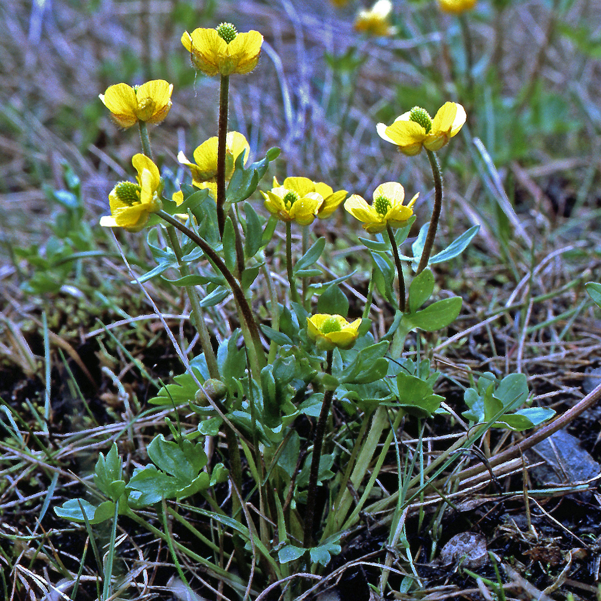 Ranunculaceae Ranunculus nivalis