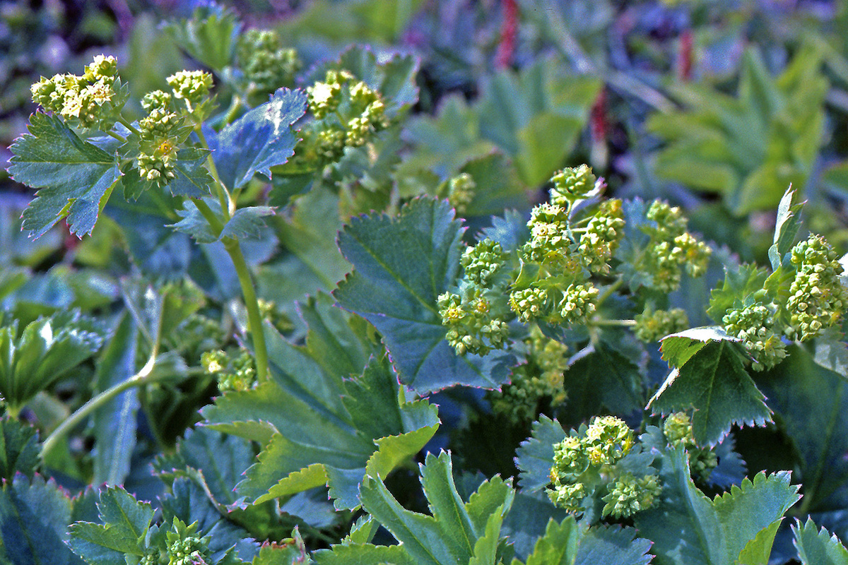 Rosaceae Alchemilla glomerulans