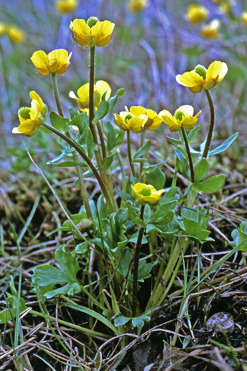 Ranunculaceae Ranunculus nivalis