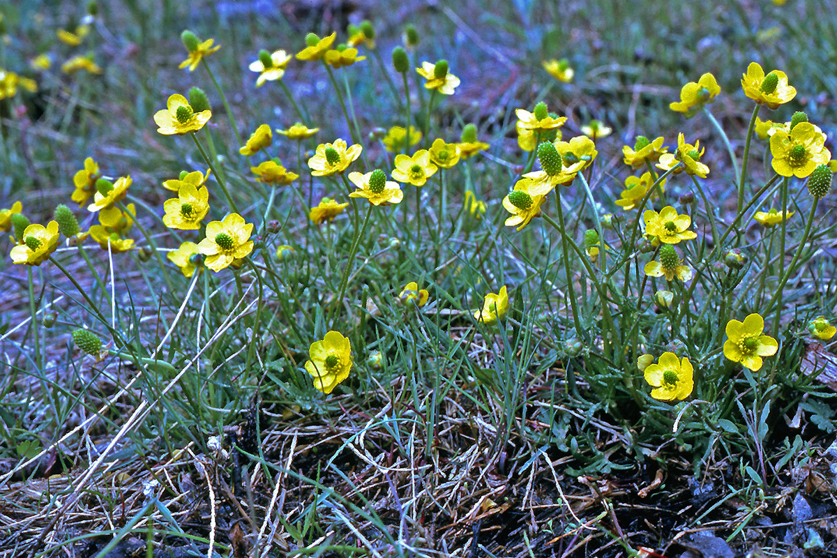 Ranunculaceae Ranunculus pedatifidus