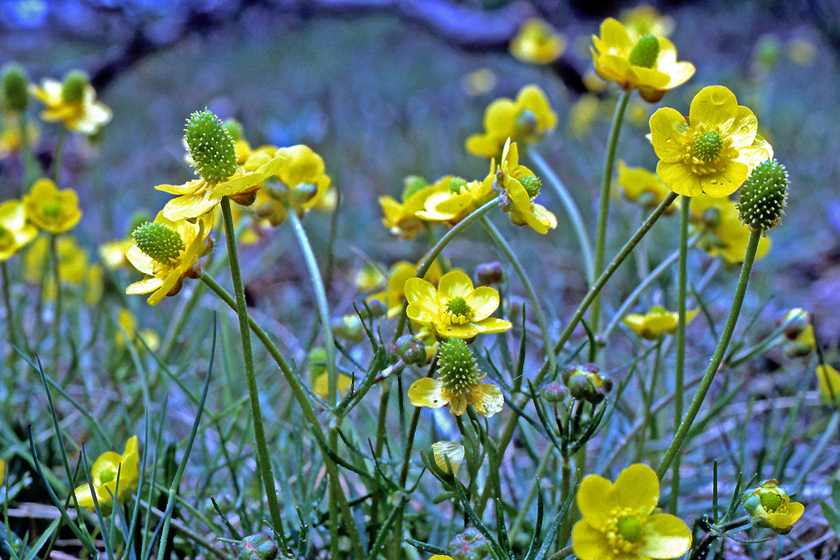Ranunculaceae Ranunculus pedatifidus