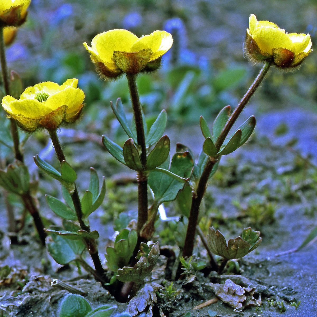 Ranunculaceae Ranunculus sulphureus