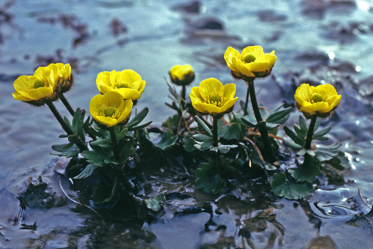 Ranunculaceae Ranunculus sulphureus