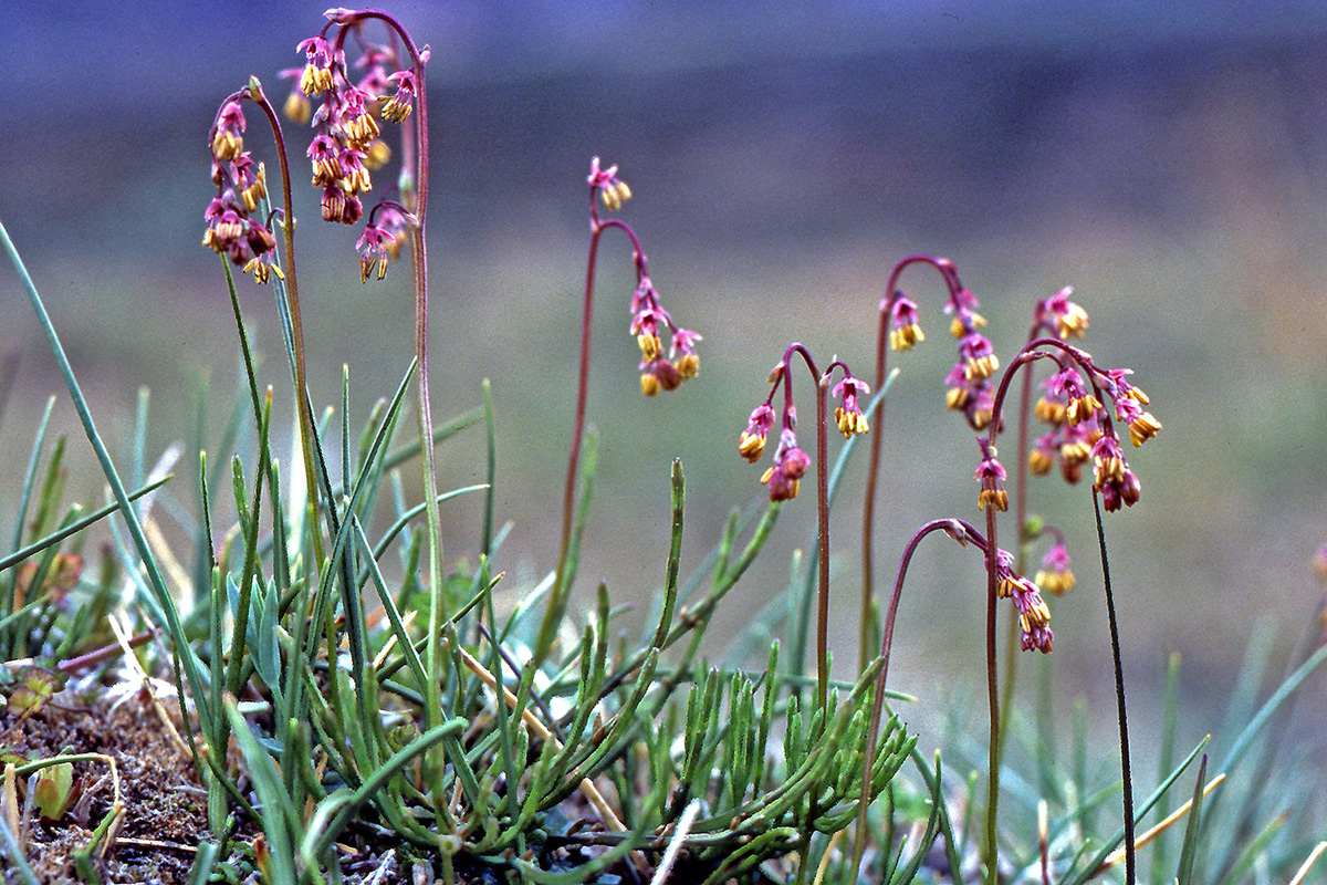 Ranunculaceae Thalictrum alpinum