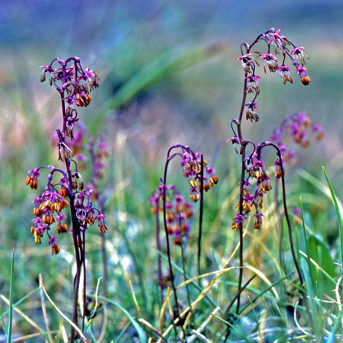 Ranunculaceae Thalictrum alpinum