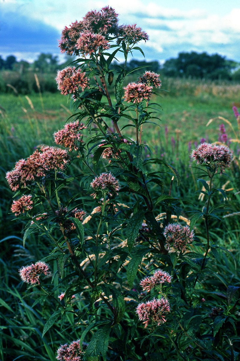 Asteraceae Eupatorium cannabinum