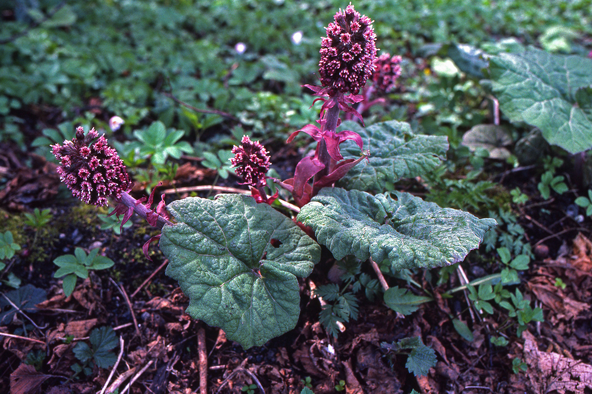 Asteraceae Petasites hybridus