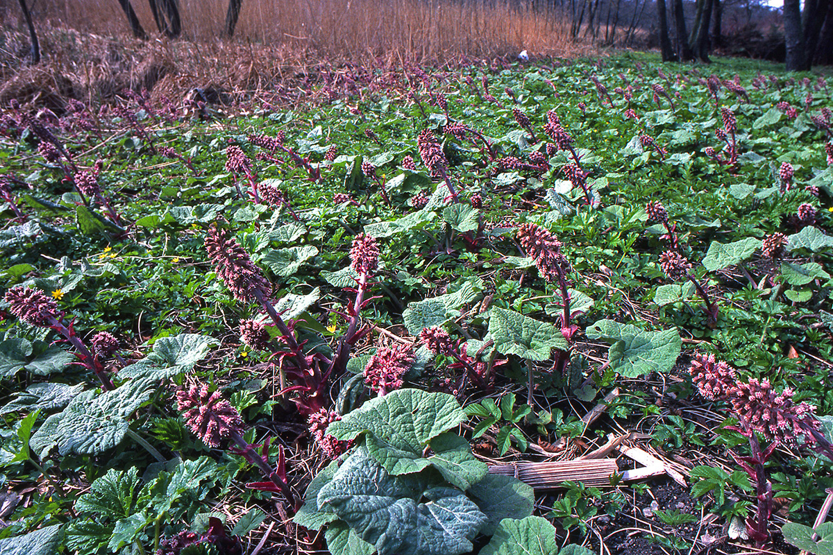 Asteraceae Petasites hybridus